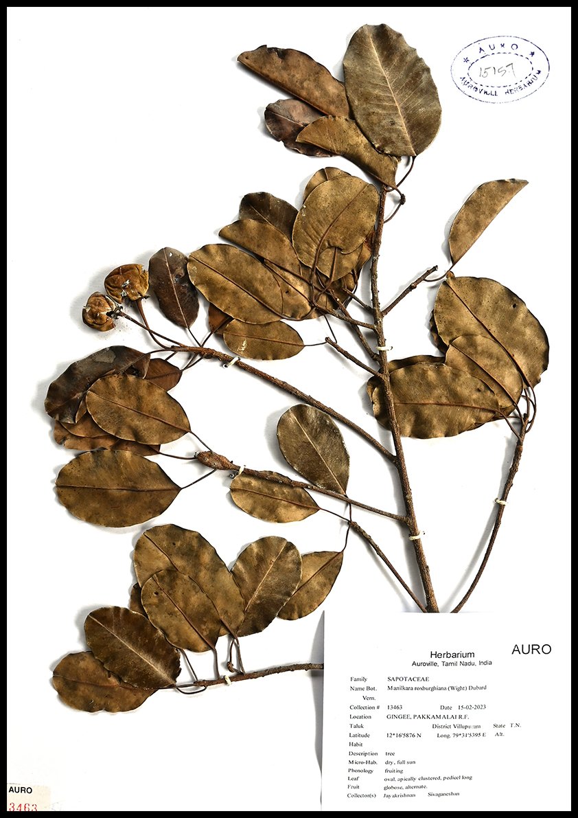 Dry herbarium images
